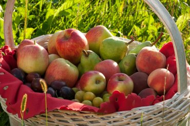 In dem Korb sind Äpfel, Trauben, Birnen und Pflaumen. 