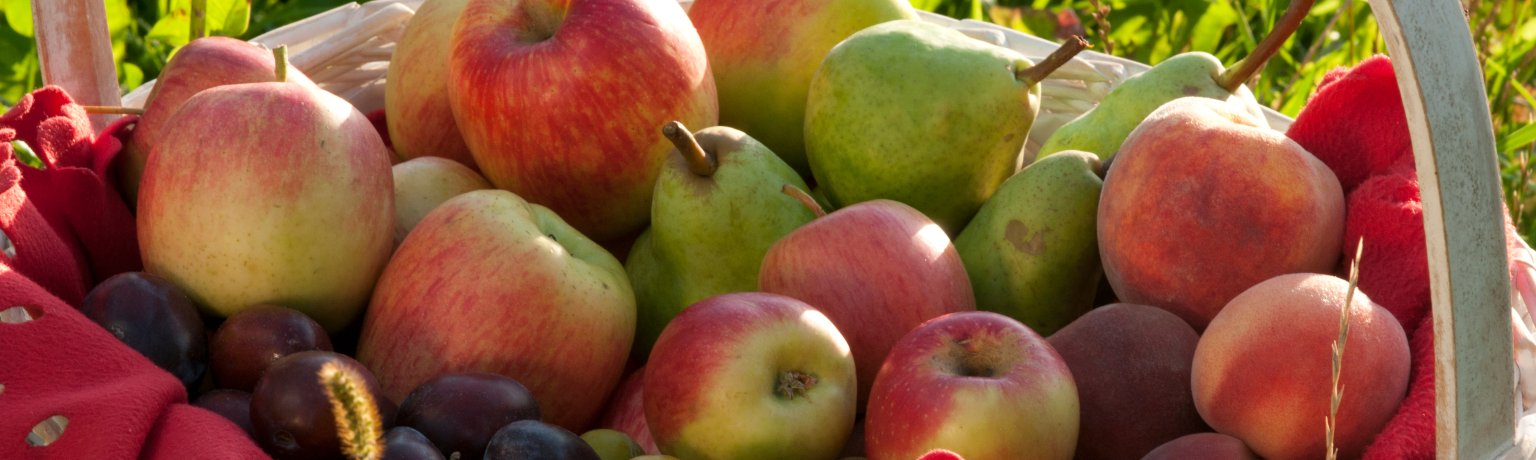 In dem Korb sind Äpfel, Trauben, Birnen und Pflaumen. 