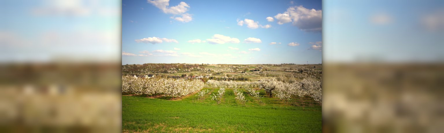Obstplantagen in der Blüte Kirschbäume in der Blüte
