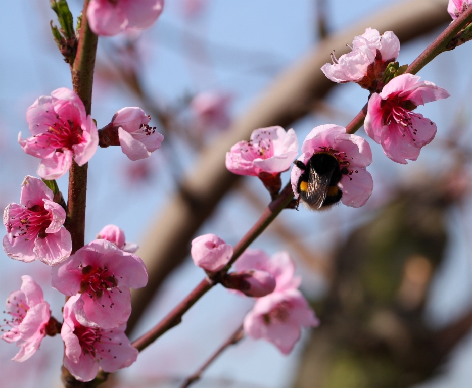 Pfirsichbaumäste mit Blüte und einer Hummel, 