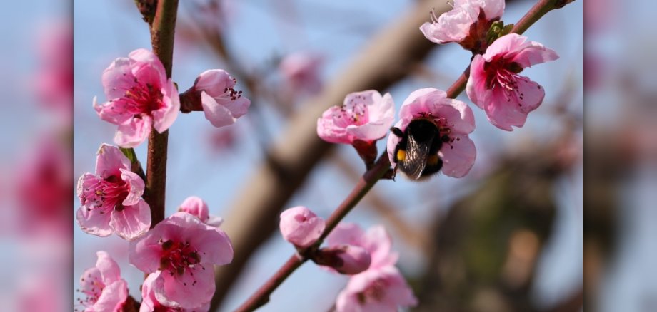 Pfirsichbaumäste mit Blüte und einer Hummel, 