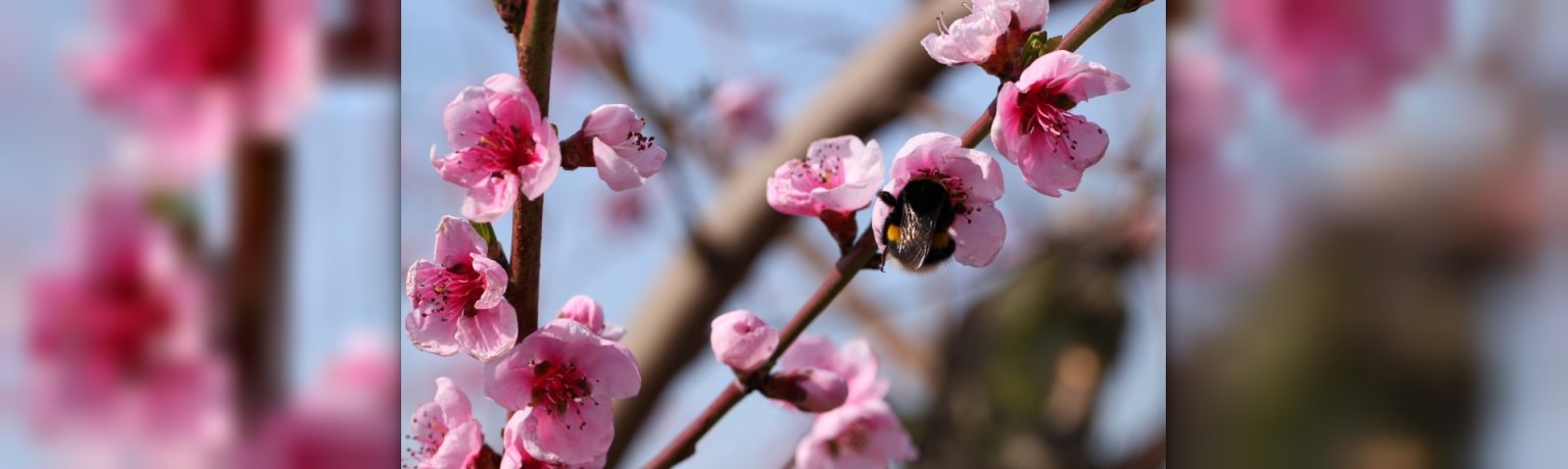 Pfirsichbaumäste mit Blüte und einer Hummel, 