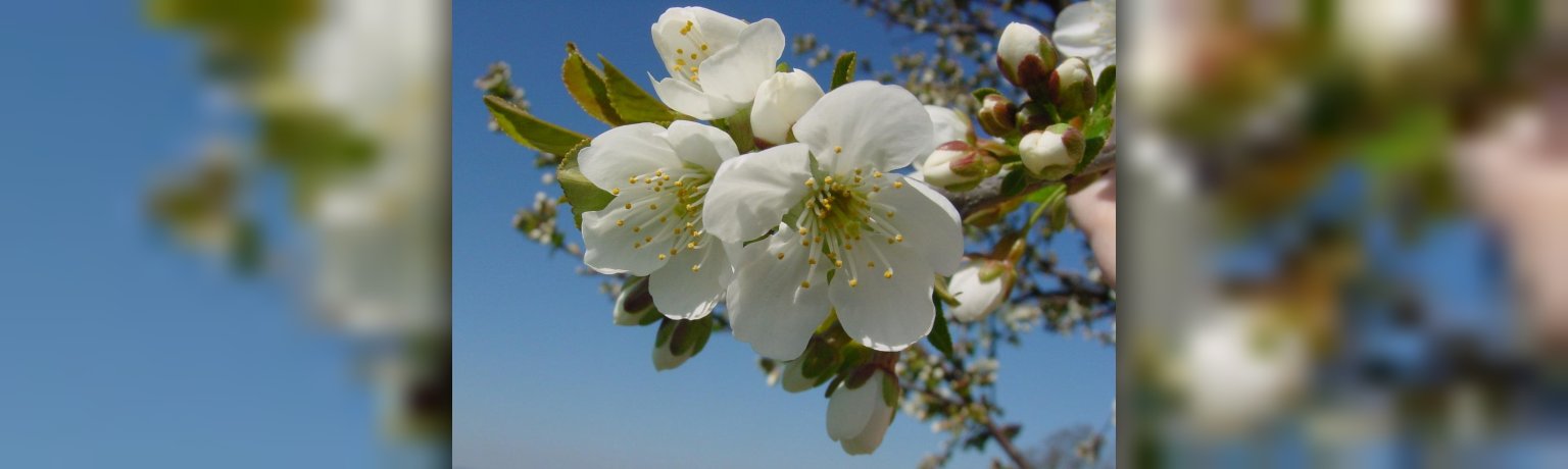 Obstblüte Nahaufnahme ist ein Ast mit weißen Blüten zu sehen