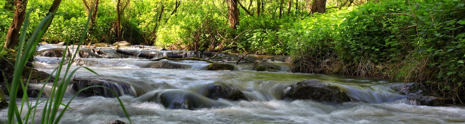 Ein Fluss fließt durch einen Wald