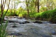 Fluss im Wald Ein Fluss fließt durch einen Wald