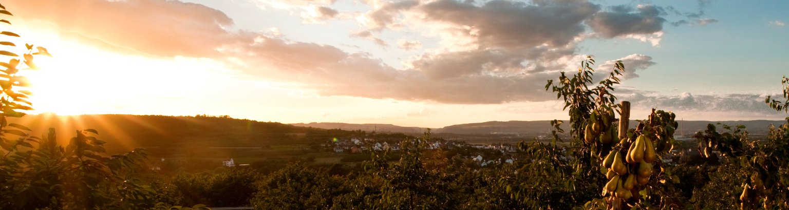 Obstbaumfeld Ein Feld von Obstbäumen am Abend