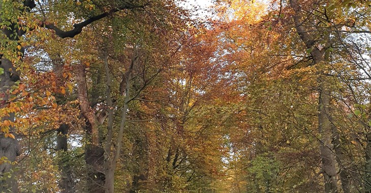 Alte Baumallee im Herbst, Bassenheim